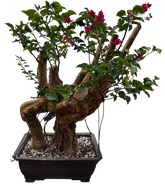 Bougainvillea - Pre-bonsai specimen (red) BO-102-P